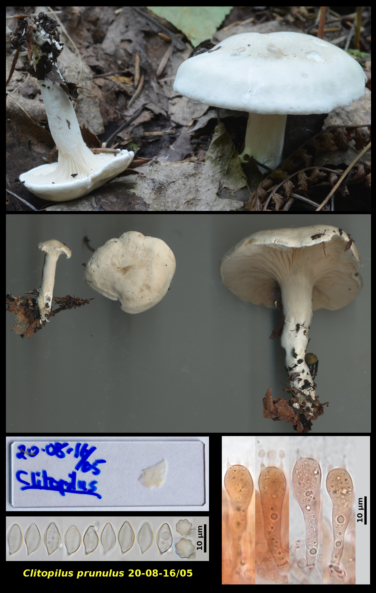 Picture of <i>Cortinarius prunulus</i>